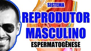 Espermatogênese A formação dos espermatozóides  Sistema Reprodutor Masculino  VideoAula 059 [upl. by Teyugn]