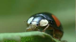 Coccinellidae  Uğurböcekleri [upl. by Tehr]