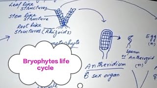 Bryophytes General characterslife cycleFSc first year Biology BS Botany [upl. by Aretina125]