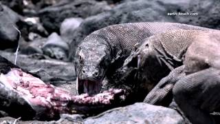 Komodo dragon charges film crew Chasing the Dragon Ep 2 [upl. by Dettmer]