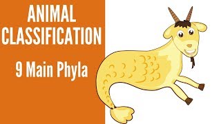 Animal Classification9 main Phyla of Animals [upl. by Arimlede888]