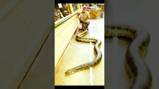 Green Anaconda greenanaconda shortsvideo shortsfeed shortvideo shorts amazon snakevideo 2024 [upl. by Hance]