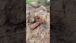 MILIPEDE KEBINGUNGAN PART19  millipede kakiseribu luwing [upl. by Mariya174]