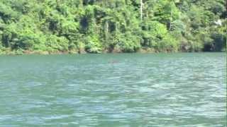 Tiger swimming at Lake Kenyir Part 1 [upl. by Margo]