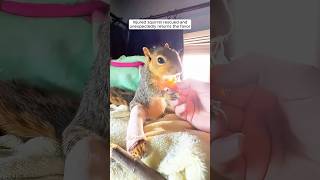 Injured squirrel rescued and unexpectedly returns the favor [upl. by Ailem311]