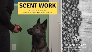 How to Train Your Dog for AKC Scent Work K9 Nose Work [upl. by Tsan]