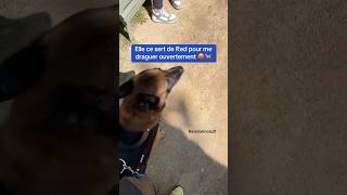 Un chien cest un glitch pour draguer 😭🐕 redog malinoismix chien [upl. by Arinaj]