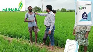 ENTEC PADDY MUNARA GREENISHవరి 🌾🌾పిలకలు ఎన్ టెక్9052014082దిగుబడి మందు 🌾🌾DMPP [upl. by Drofxer]