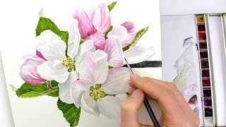 How to paint realistic apple blossom in watercolour with Anna Mason [upl. by Bouzoun]