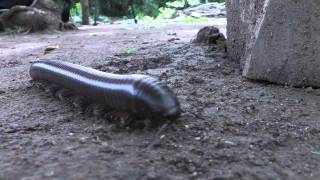 Millipede walking nonchalantly [upl. by Heinrik160]