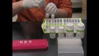 Simply Cloning  Chapter 8  Plasmid Miniprep [upl. by Blount]