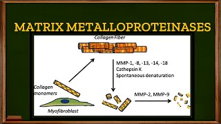 L33 Tertiary or Gelatinase granules in Neutrophils Matrix Metalloproteinases [upl. by Letrice]