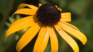 Rudbeckia [upl. by Nilya]