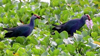 Western swamphen birds [upl. by Eniledam]