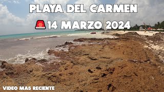 PLAYA DEL CARMEN🔴ACTUALIZACION 14 MARZO SARGAZO PUNTA ESMERALDA [upl. by Taber]