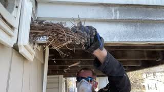 EVICTION DAY Dryer Vent Cleaning almetaldryervent satisfying viral birds bird fyp fupシ [upl. by Kyre468]