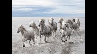 National Geographic Documentary  Horses  Amazing Story about this wonderful creature [upl. by Roumell]