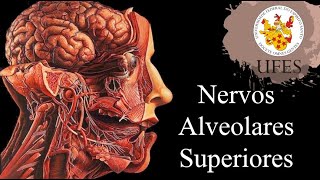 Nervo Alveolar Superior  por Isabela Trarbach [upl. by Nakeber662]