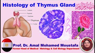 Histology of Thymus Gland prof Dr Amal Mohamed Moustafa [upl. by Elena]