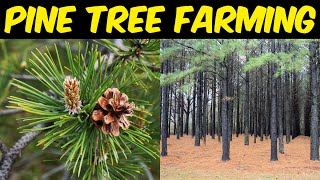 Pine Tree Farming  Pine Tree Cultivation [upl. by Colfin207]