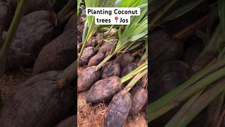 Planting coconut trees in Jos 🇳🇬 planting plateaustate shorts viralvideo [upl. by Travus539]