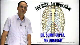 THE RIBSAn overview [upl. by Idnim]