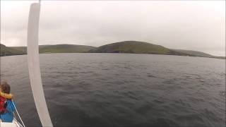 Wild killer whales in Shetland [upl. by Narat84]