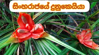 සිංහරාජ වන අඩවියේ දුනුකෙයියා  Climbing Pandanus [upl. by Llenrep]