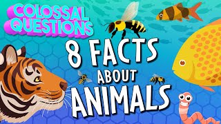 Everything You Ever Wanted to Know About Animals 8 Questions Answered  COLOSSAL QUESTIONS [upl. by Omle878]