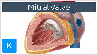 Mitral Valve  Anatomy Function amp Area  Human Anatomy  Kenhub [upl. by Rowan762]