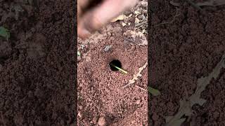 So cool  Venomous ants chase cricket insect living in deep hole shorts [upl. by Chick]