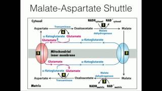 MalateAspartate Shuttle Mitochondrial NADH Transport [upl. by Eanyl933]