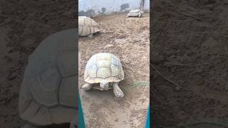 Tortoise Deer Zoo Ajman UAE Ytshorts [upl. by Siddra]