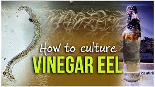 How To Prepare Vinegar Eel Culture  How To Separate Vinegar Eel From Culture  English Subtitles [upl. by Spillihp]