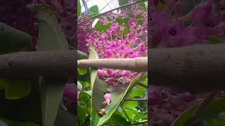 Showy medinilla garden flowers gardenflowers nature [upl. by Vasilek855]