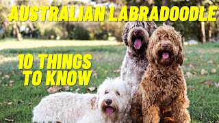 Australian Labradoodle  Top 10 Things To Know About the Australian Labradoodle Puppies and more [upl. by Oiludbo]