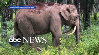 Rare Pygmy Elephant Spotted [upl. by Sayre]