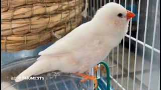 Zebra finch singing beautiful song [upl. by Ilatan263]