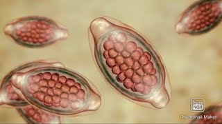 Trichuris Trichiura Whipworm Life cycle morphology fmge mci next neetpg [upl. by Yenots]