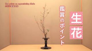 『いけばな鑑賞方法（生花編）The Points on appreciating ikebana Shoka 插花作品鑑賞方法（生花篇）』 [upl. by Auqenaj883]