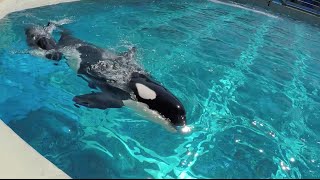 SeaWorld hasnt collected a wild killer whale in over 35 years [upl. by O'Reilly841]