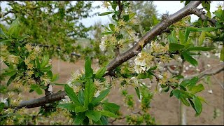 Stropirea pomilor fructiferi  faza scuturatul florilor [upl. by Rory]