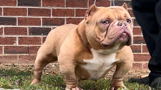 Micro Exotic Bully TalkVlog PUPPIES AVAILABLE [upl. by Rosario966]