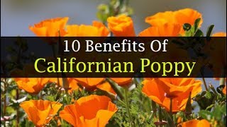 10 Californian Poppy Health Benefits [upl. by Benedetta]