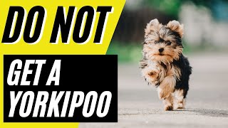 7 Reasons You Should NOT Get A Yorkipoo [upl. by Changaris]