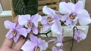 Phalaenopsis schilleriana quotMSHquot фаленопсис Шиллера [upl. by Acisse386]