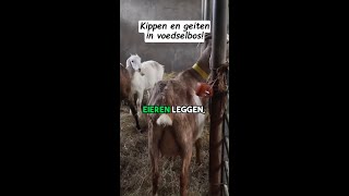 Kippen en geiten in voedselbos [upl. by Mcgregor]