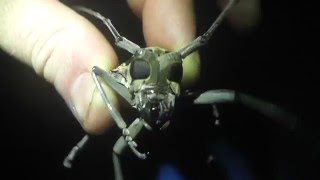 Angry Longhorn Beetle [upl. by Milburt586]