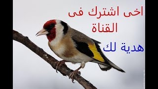 هذه البتبتة المصنفة رقم 1 لقناة الحسون لازم حسونك يتفاعل غصبن عنه✌jilguero 2018 chardonneret [upl. by Ahselef232]