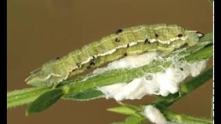 Zombie caterpillar controlled by voodoo wasps [upl. by Kerad]